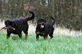 ROTTWEILER 461